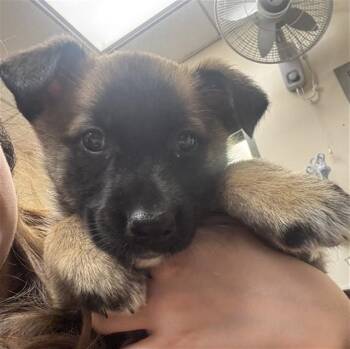 Belgian Shepherd Malinois Dogs Available for Adoption in Martinez, California - CAMILLE | PetCurious