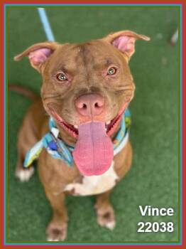 VINCE (see also SPINELLI) -  Pit Bull Terrier and American Staffordshire Terrier Dog for Adoption in Marietta, Georgia - VINCE (see Also SPINELLI) | PetCurious