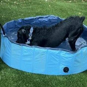 Zion -  Giant Schnauzer and Labrador Retriever Dog for Adoption in Sacramento, California - Zion | PetCurious