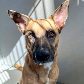 Scout -  Shepherd Dog for Adoption in Des Moines, Iowa - Scout | PetCurious