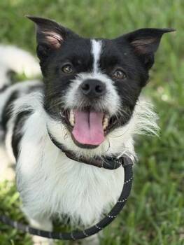 Josephine -  Jack Russell Terrier Dog for Adoption in Houston, Texas - Josephine | PetCurious