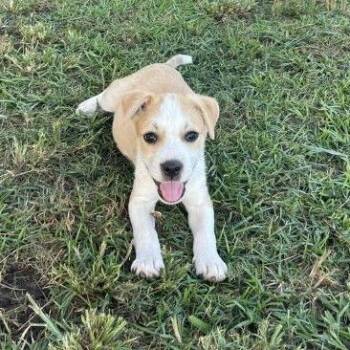 Huck -  Mixed Breed Dog for Adoption in Allentown, Pennsylvania - Huck | PetCurious