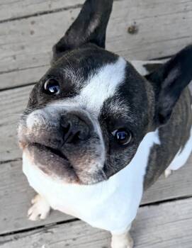 Kano -  French Bulldog Dog for Adoption in Price, Utah - Kano | PetCurious