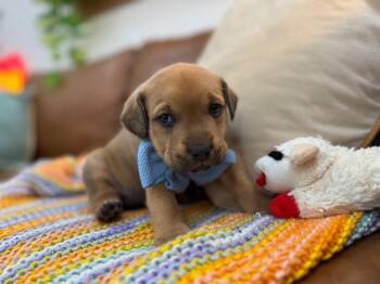 Pit Bull Terrier and Labrador Retriever Dogs Available for Adoption - Cypress Forestry  | PetCurious