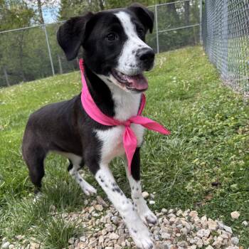 Mixed Breed Dogs Available for Adoption in Circleville, Ohio - Pie | PetCurious