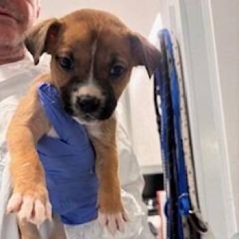 Pit Bull Terrier Dogs Available for Adoption in Los Angeles, California - Rolly | PetCurious