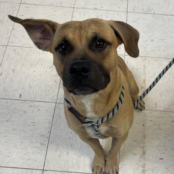 Bounty -  Boxer Dog for Adoption in Jacksonville, Arkansas - Bounty | PetCurious