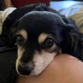 Raine - Chino Hills Location -  Spaniel and Mixed Breed Dog for Adoption in Chino Hills, California - Raine - Chino Hills Location | PetCurious