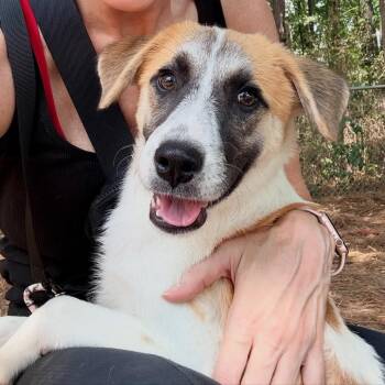 Maggie -  Mixed Breed Dog for Adoption in Auburn, New Hampshire - Maggie | PetCurious