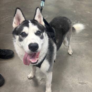 Sky 1 -  Husky Dog for Adoption in Tampa, Florida - Sky 1 | PetCurious