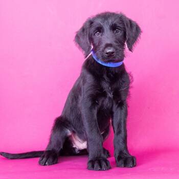 Vegas -  Giant Schnauzer and Golden Retriever Dog for Adoption in Franklin, Tennessee - Vegas | PetCurious