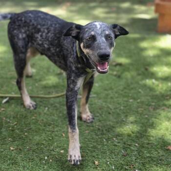 Cowboy aka Drefus KL -  Australian Cattle Dog Blue Heeler and Mixed Breed Dog for Adoption in Austin, Texas - Cowboy Aka Drefus KL | PetCurious