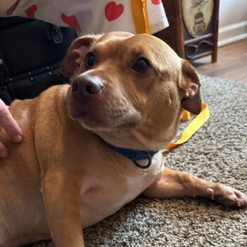 Cash -  Mixed Breed Dog for Adoption in Columbus, Georgia - Cash | PetCurious