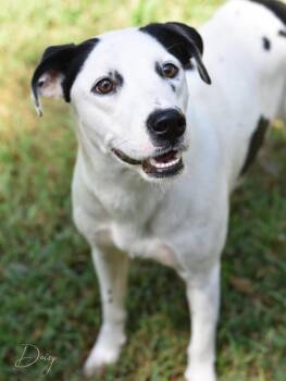 Daisy -  Mixed Breed Dog for Adoption in Houston, Texas - Daisy | PetCurious