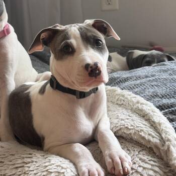 Rona -  Pit Bull Terrier Dog for Adoption in Washington, District Of Columbia - Rona | PetCurious