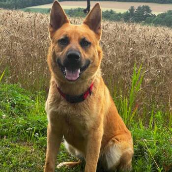 Horus (26-262) -  German Shepherd Dog Dog for Adoption in New Ringgold, Pennsylvania - Horus (26-262) | PetCurious