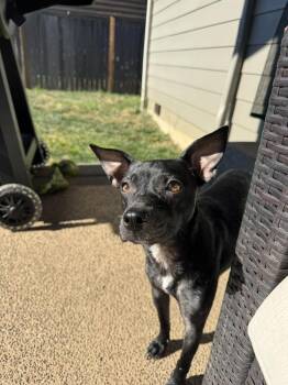 Astoria -  Chihuahua and Xoloitzcuintli Mexican Hairless Dog for Adoption in Vancouver, Washington - Astoria | PetCurious