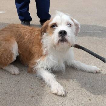 Labradoodle Dogs Available for Adoption - Molly | PetCurious