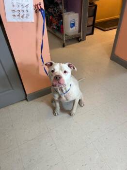 Pit Bull Terrier Dogs Available for Adoption - Pogo | PetCurious