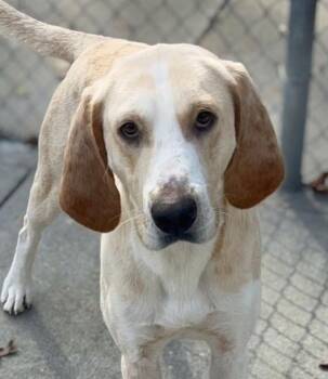 Retriever Dogs Available for Adoption - Benny | PetCurious