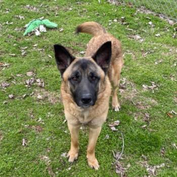 Joel -  Shepherd Dog for Adoption in Birmingham, Alabama - Joel | PetCurious