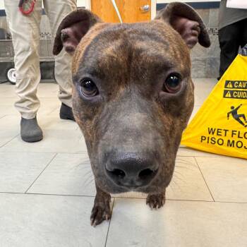 Kleo -  Pit Bull Terrier Dog for Adoption in Newark, New Jersey - Kleo | PetCurious