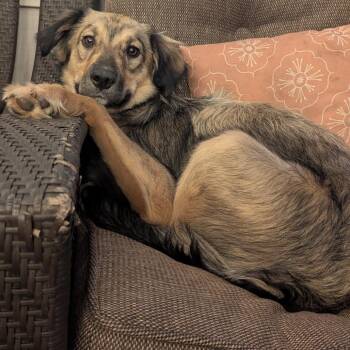Morgan -  Shepherd and Border Collie Dog for Adoption in Buffalo, Minnesota - Morgan | PetCurious