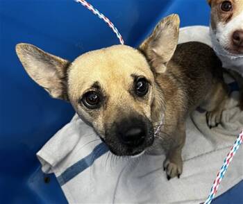 BRODIE -  Mixed Breed Dog for Adoption in Dallas, Texas - BRODIE | PetCurious