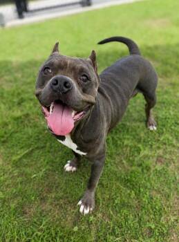 Von -  American Staffordshire Terrier Dog for Adoption in Hardeeville, South Carolina - Von | PetCurious
