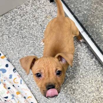 Mixed Breed Dogs Available for Adoption - Juliet | PetCurious