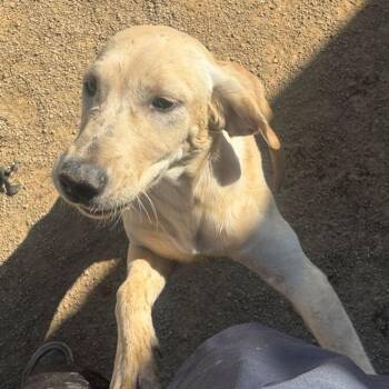 Blossom -  Labrador Retriever Dog for Adoption in Kingman, Arizona - Blossom | PetCurious
