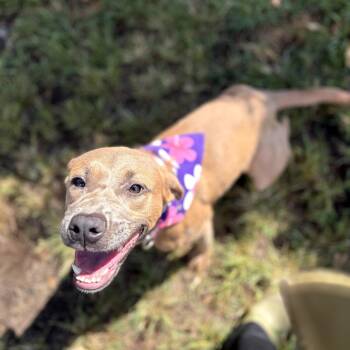 Mixed Breed Dogs Available for Adoption in Keaau, Hawaii - Pebbles: AIR-Stray-13022 | PetCurious