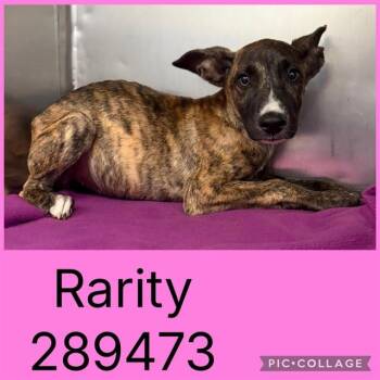 RARITY -  Mixed Breed Dog for Adoption in Macon, Georgia - RARITY | PetCurious