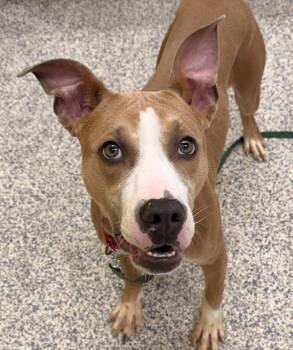Sparky -  Pit Bull Terrier Dog for Adoption in Golden, Colorado - Sparky | PetCurious