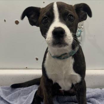 Boston Terrier Dogs Available for Adoption in Laurel, Mississippi - Chewy | PetCurious