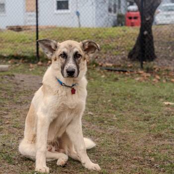 Rescue Anatolian Shepherd Dogs for Adoption in Pawling, New York - Noah | PetCurious