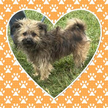 Rescue Pomeranian and Shih Tzu Dogs for Adoption in Buckhannon, West Virginia - GUS GUS | PetCurious