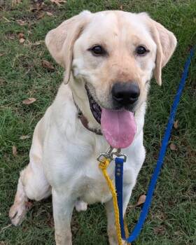 Taggart -  Yellow Labrador Retriever Dog for Adoption - Taggart | PetCurious