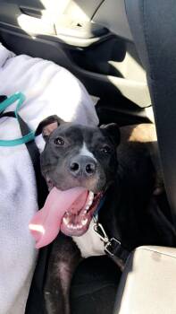 Pit Bull Terrier Dogs Available for Adoption - TUCKER #9 | PetCurious