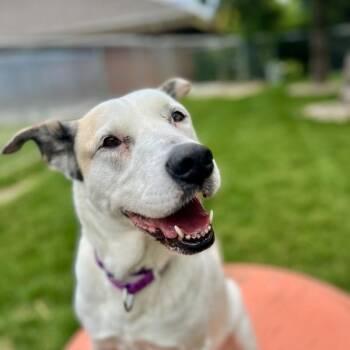 Blanca -  Shepherd Dog for Adoption in Sioux City, Iowa - Blanca | PetCurious