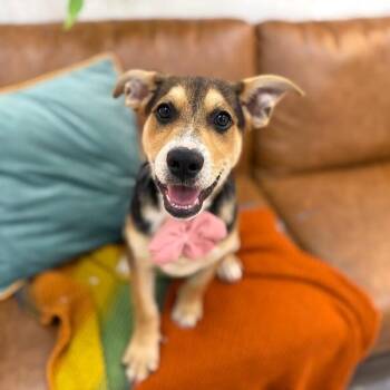 Sweet Pea -  Pit Bull Terrier and Shepherd Dog for Adoption in Friendswood, Texas - Sweet Pea | PetCurious