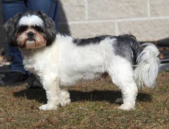 Shih Tzu Dogs Available for Adoption - Castro | PetCurious