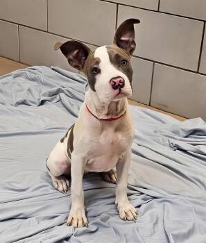 Helen -  Mixed Breed Dog for Adoption in Nashville, Tennessee - Helen | PetCurious