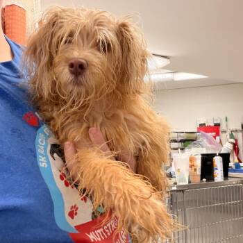 Ruby -  Havanese and Mixed Breed Dog for Adoption in Indianapolis, Indiana - Ruby | PetCurious
