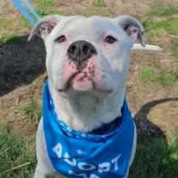 American Bulldog Dogs Available for Adoption in Normal, Illinois - Hopsin | PetCurious