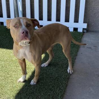 A612098 -  Pit Bull Terrier Dog for Adoption in Modesto, California - A612098 | PetCurious