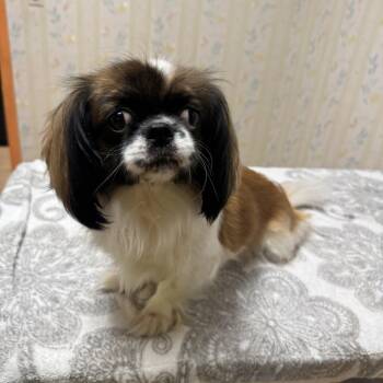 Tiki -  Pekingese and Shih Tzu Dog for Adoption in Elk Grove, California - Tiki | PetCurious