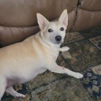 Gretel -  Cardigan Welsh Corgi and Shiba Inu Dog for Adoption in West Palm Beach, Florida - Gretel | PetCurious
