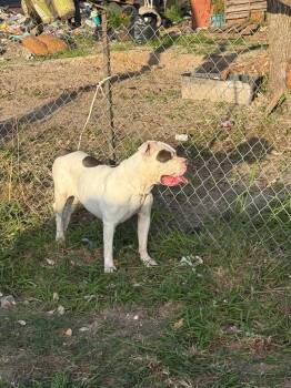 Primula -  Staffordshire Bull Terrier Dog Available for Adoption in Rockport, Texas - Primula | PetCurious