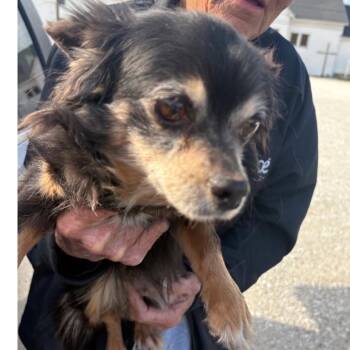 Chihuahua Dogs Available for Adoption in Normal, Illinois - Scarlet | PetCurious